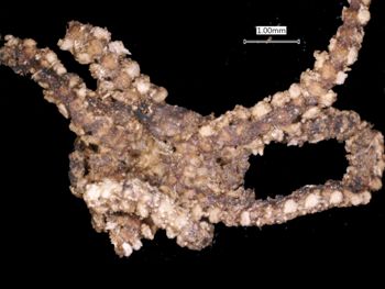 Media type: image; Invertebrate Zoology OPH-2495